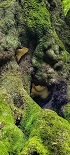 Plants: image 88 Of 208 Thumb